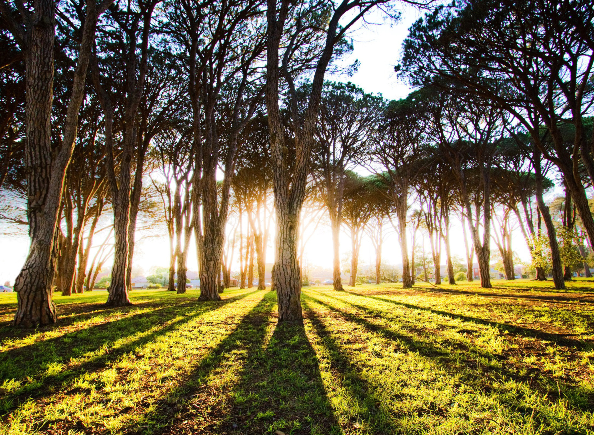 Fondo de pantalla Long Trees Shadows 1920x1408