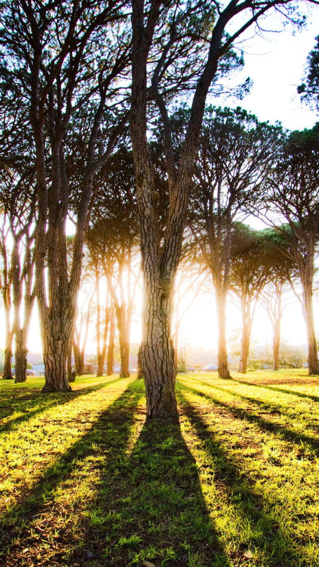 Das Long Trees Shadows Wallpaper 640x1136