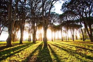 Long Trees Shadows Wallpaper for Android, iPhone and iPad