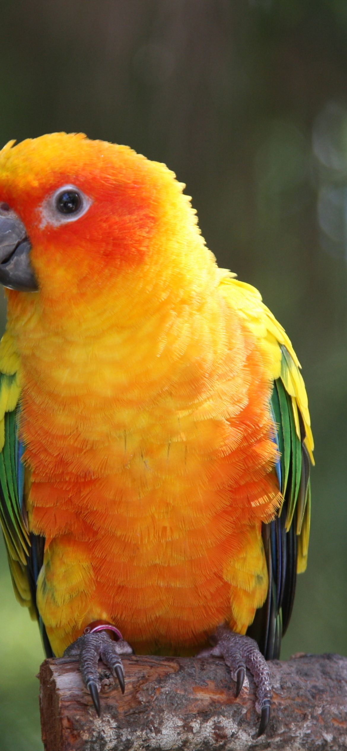 Golden Parrot screenshot #1 1170x2532
