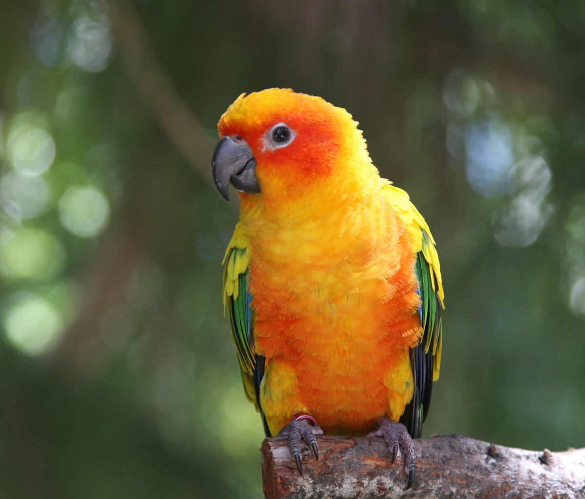 Sfondi Golden Parrot 1200x1024