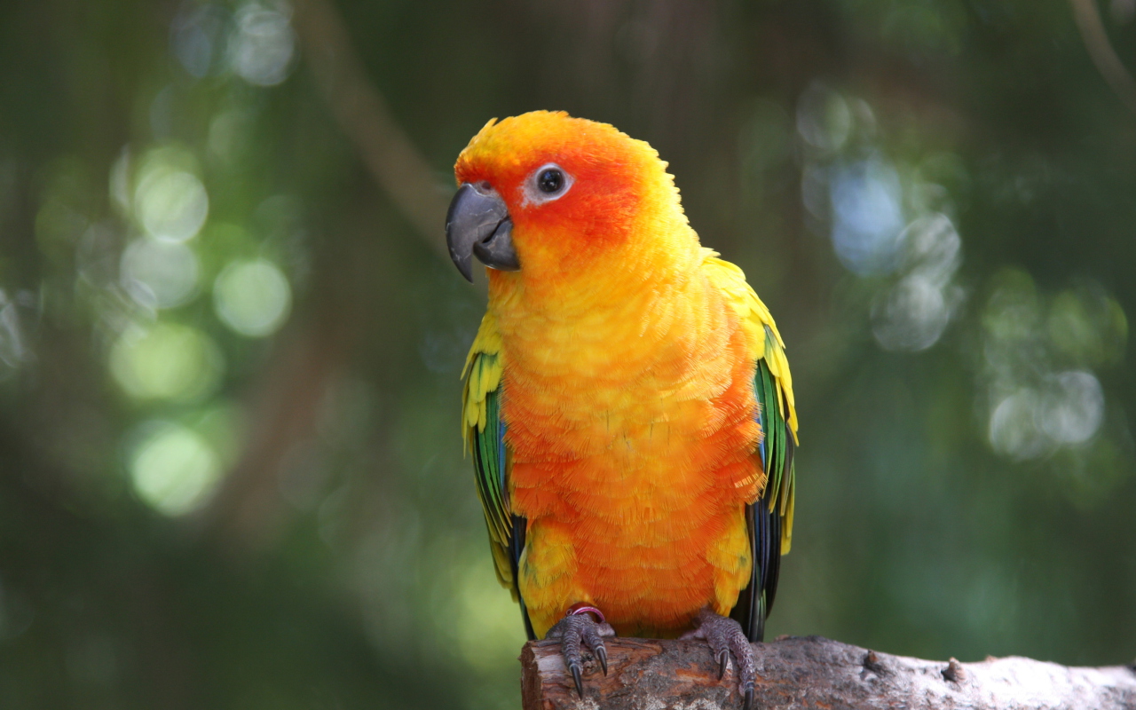 Fondo de pantalla Golden Parrot 1280x800