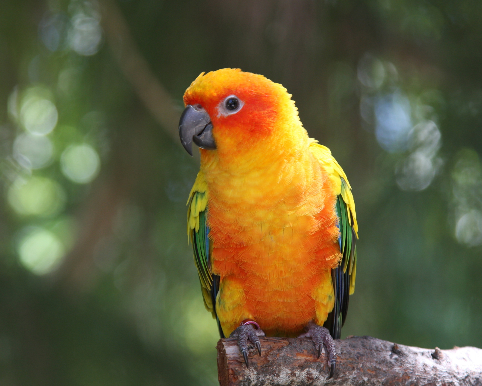 Fondo de pantalla Golden Parrot 1600x1280