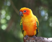 Sfondi Golden Parrot 176x144
