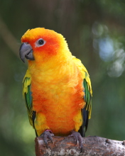 Golden Parrot wallpaper 176x220