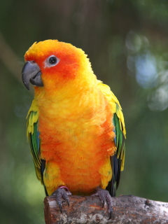 Golden Parrot wallpaper 240x320