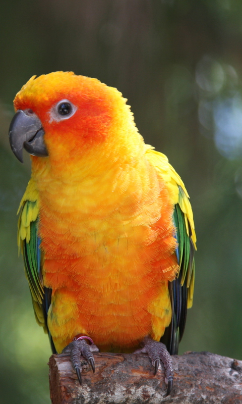 Fondo de pantalla Golden Parrot 480x800