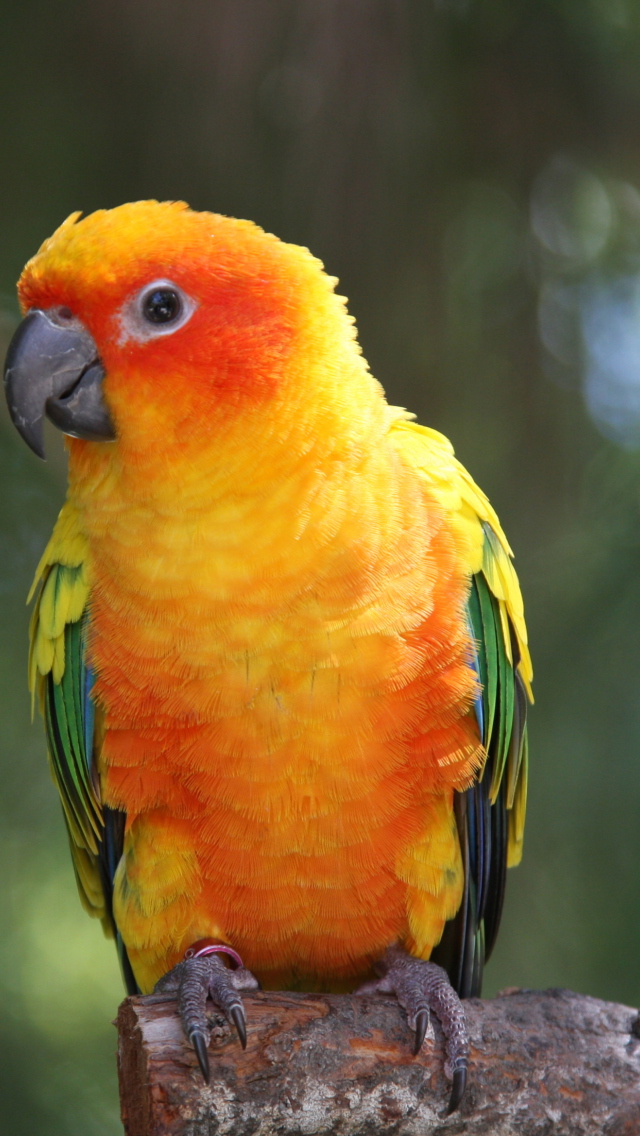 Das Golden Parrot Wallpaper 640x1136