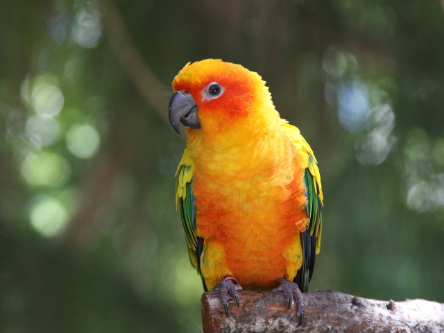Обои Golden Parrot 640x480