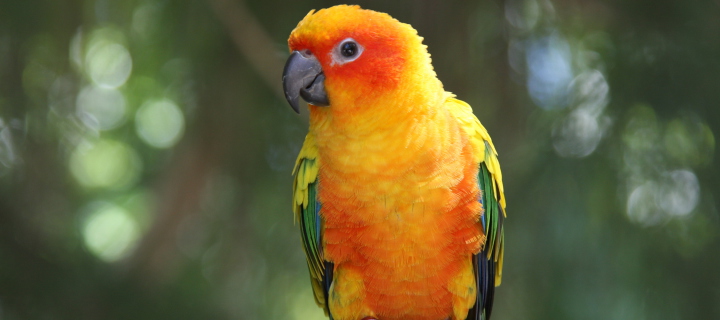 Fondo de pantalla Golden Parrot 720x320