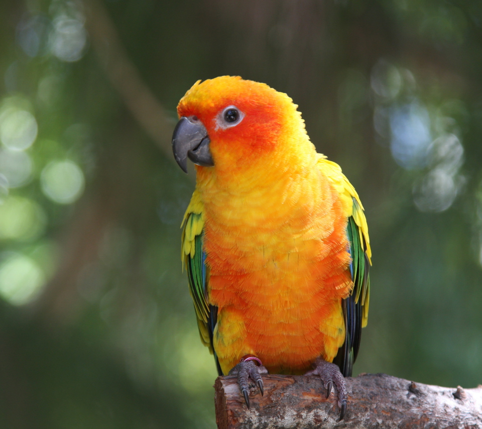 Fondo de pantalla Golden Parrot 960x854