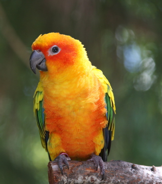 Golden Parrot - Obrázkek zdarma pro 176x220