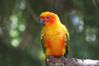 Golden Parrot Wallpaper for Android, iPhone and iPad