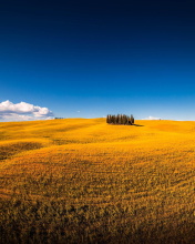 Fondo de pantalla Montalcino in Tuscany 176x220