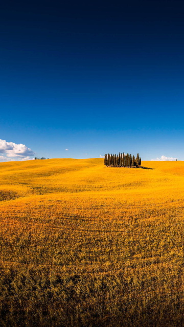 Обои Montalcino in Tuscany 360x640