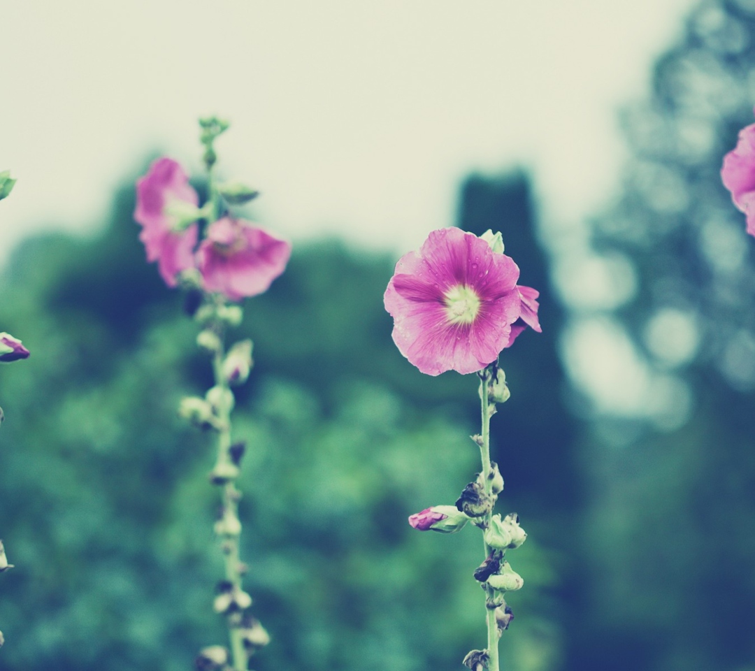Vintage Pink Flowers screenshot #1 1080x960