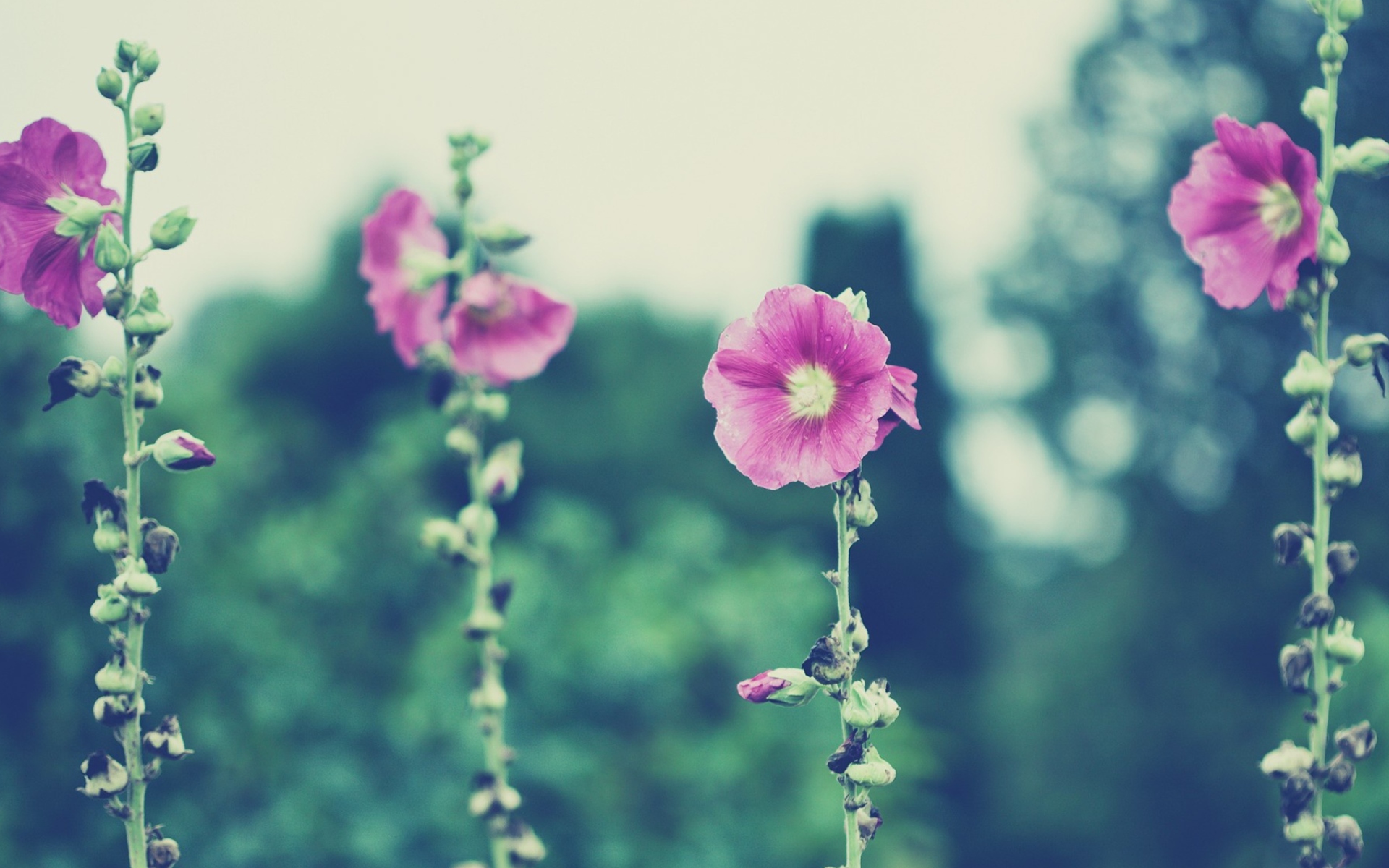 Vintage Pink Flowers wallpaper 1920x1200