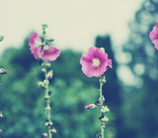 Vintage Pink Flowers sfondi gratuiti per iPad mini