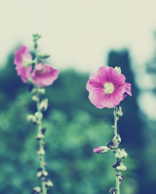 Vintage Pink Flowers - Obrázkek zdarma pro 750x1334