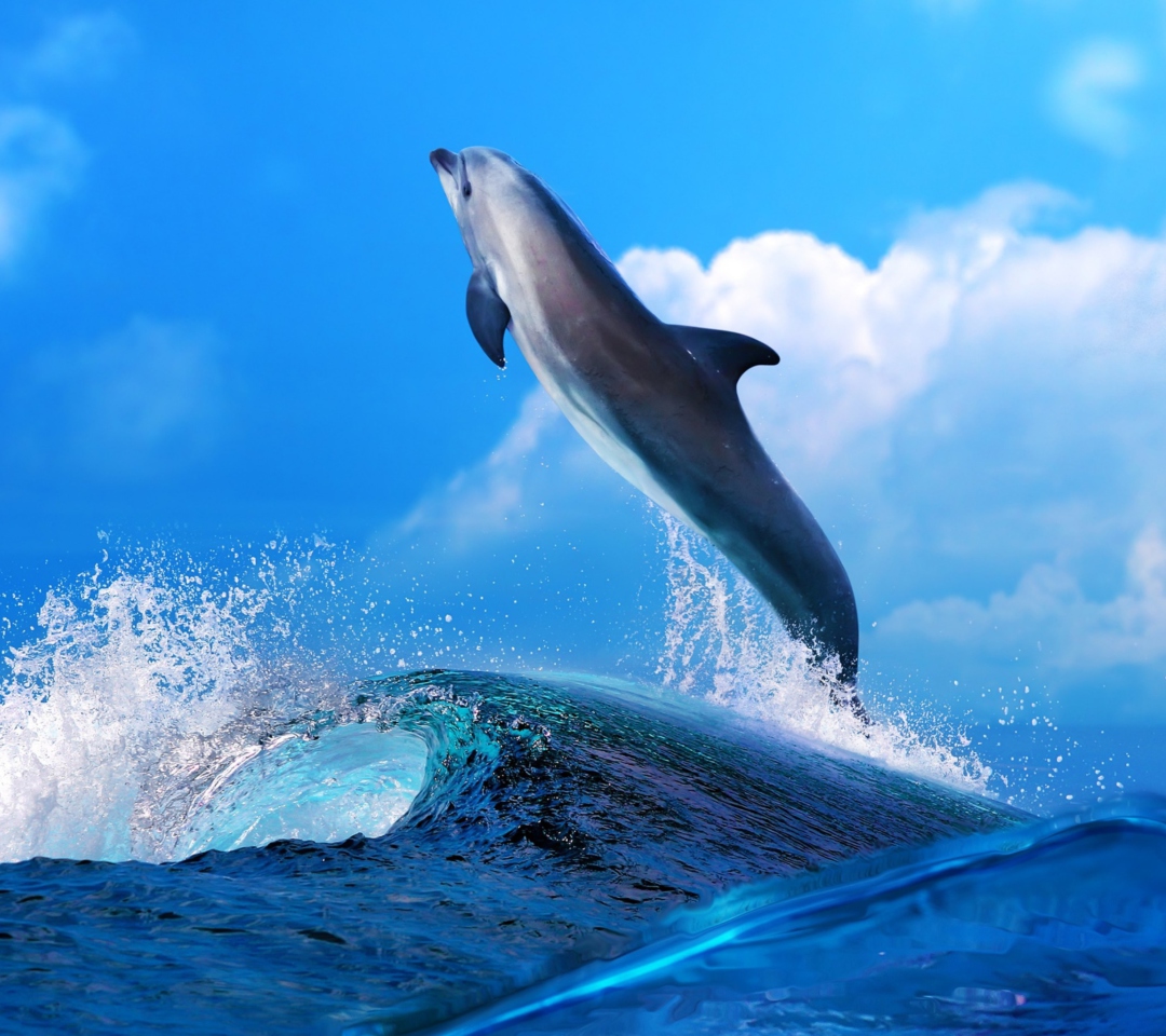 Fondo de pantalla Dolphin 1080x960