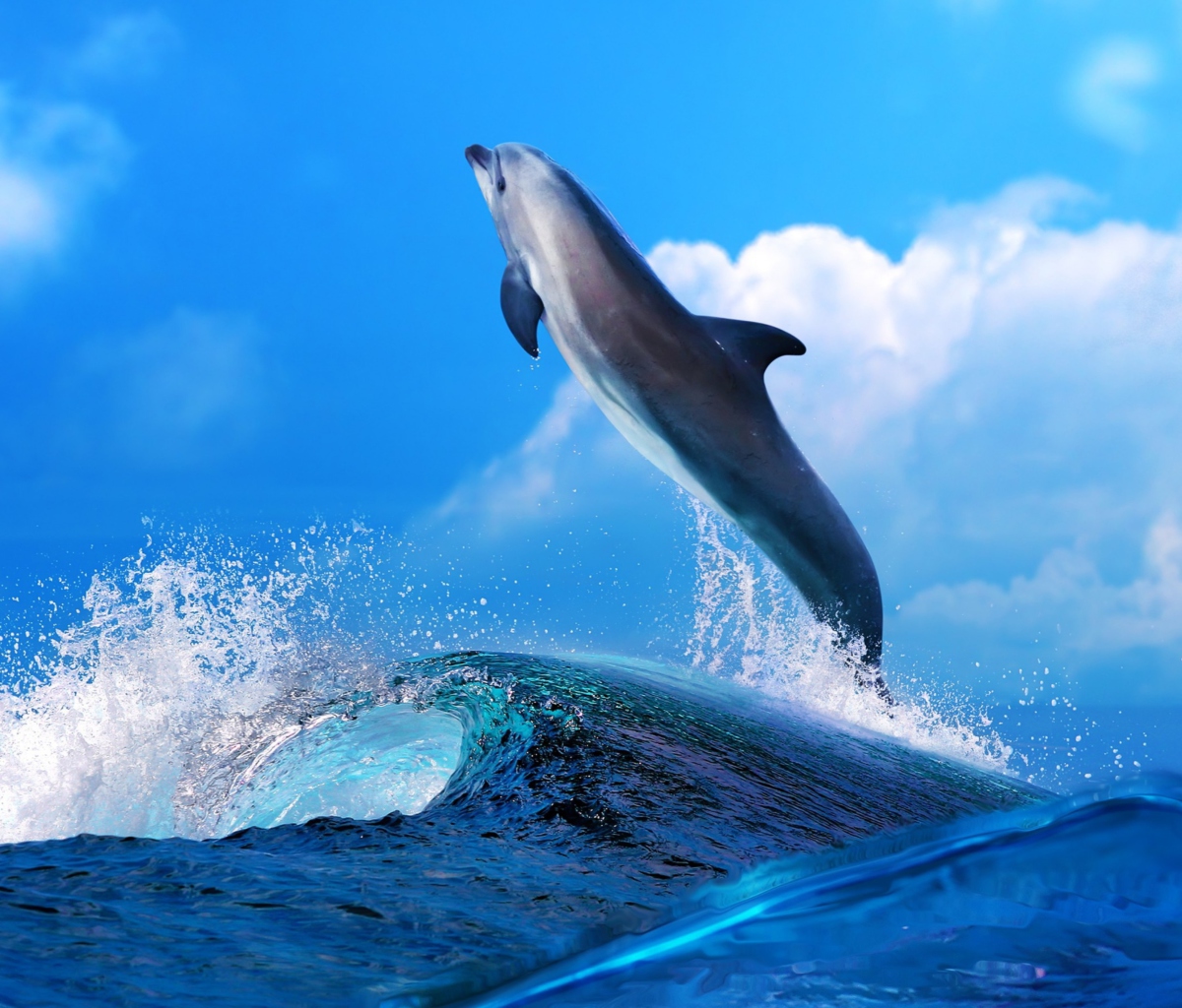 Dolphin wallpaper 1200x1024