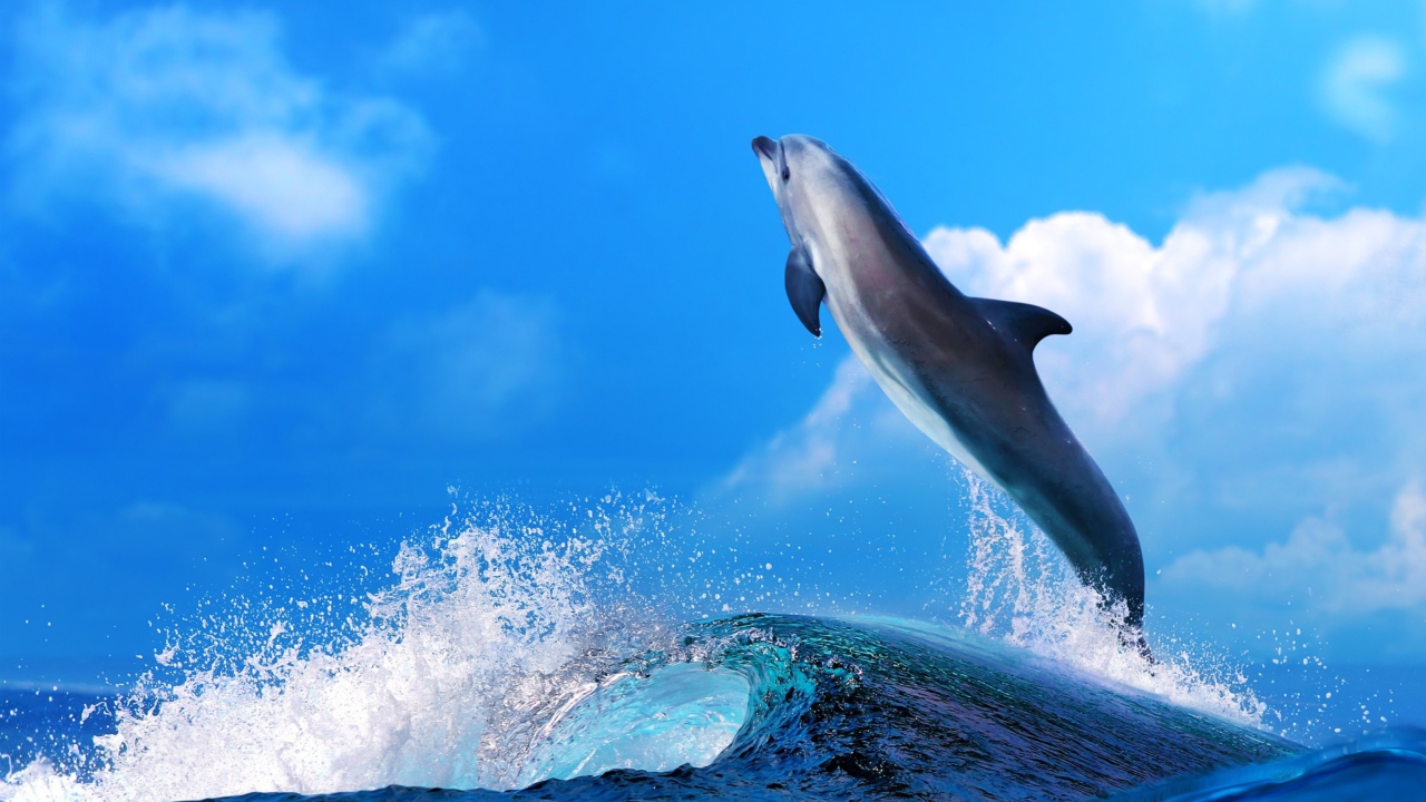 Dolphin wallpaper 1280x720