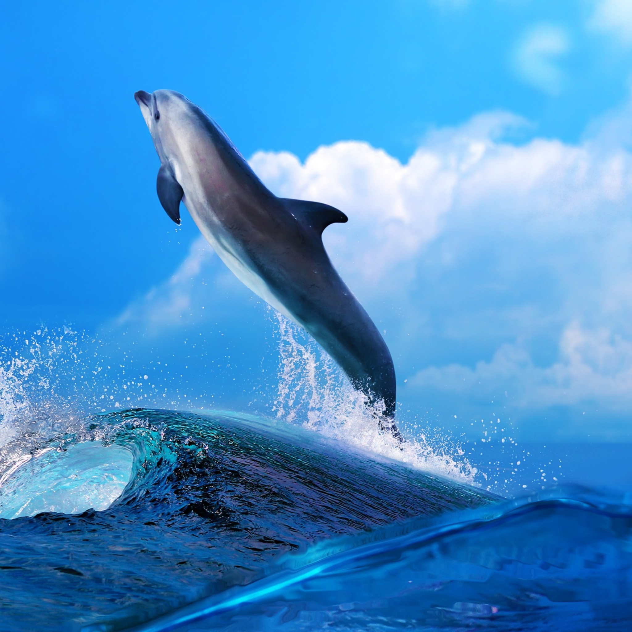 Dolphin wallpaper 2048x2048