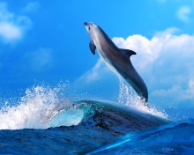 Dolphin wallpaper 220x176