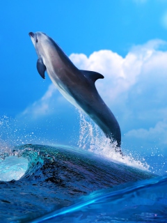 Dolphin wallpaper 240x320