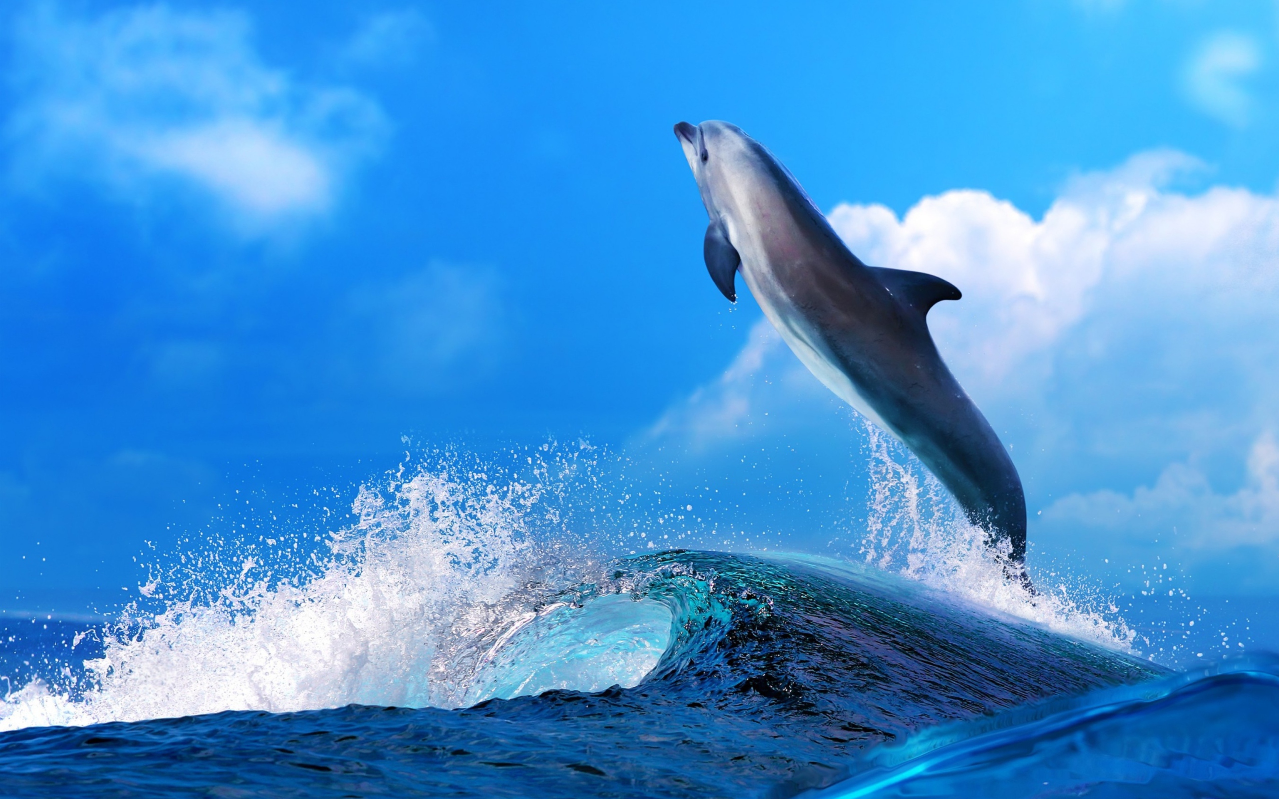 Dolphin wallpaper 2560x1600