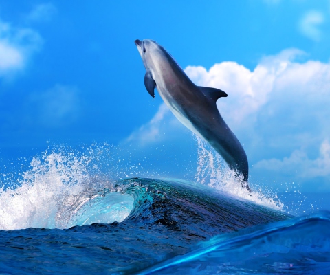 Dolphin wallpaper 480x400