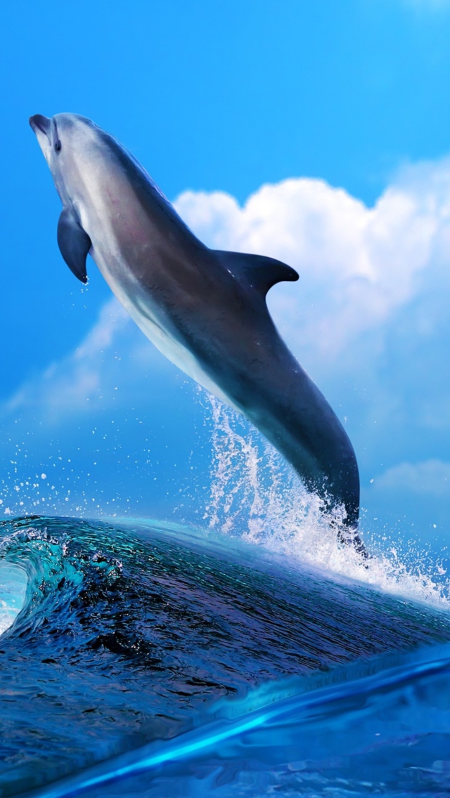 Dolphin wallpaper 640x1136