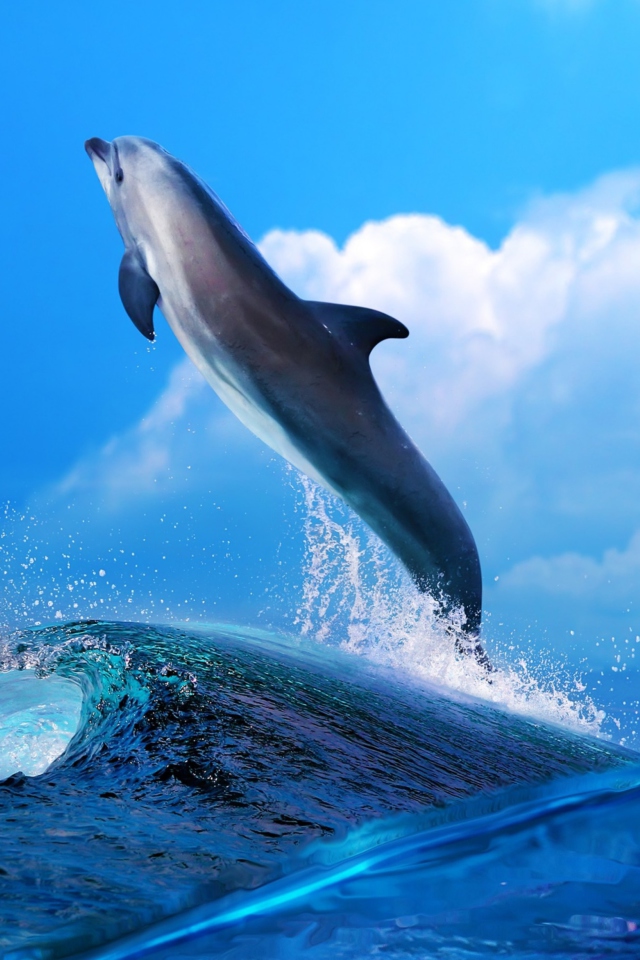 Dolphin wallpaper 640x960