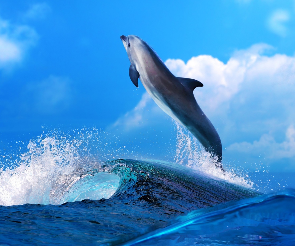 Dolphin screenshot #1 960x800