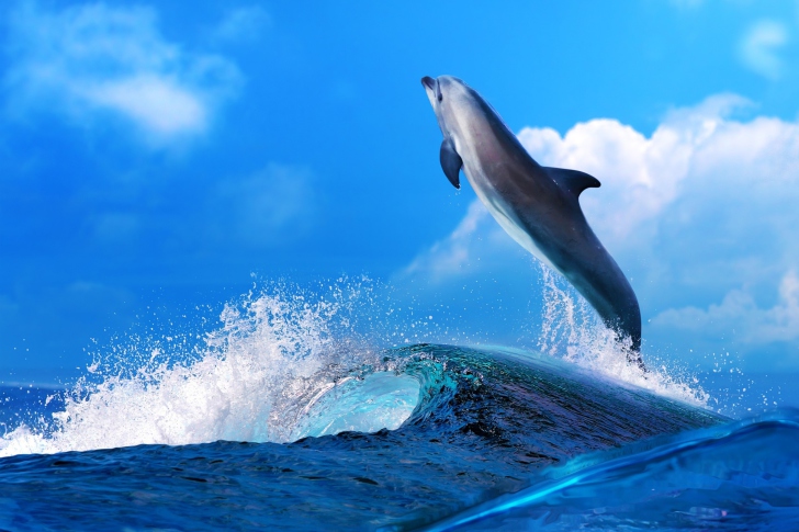 Sfondi Dolphin