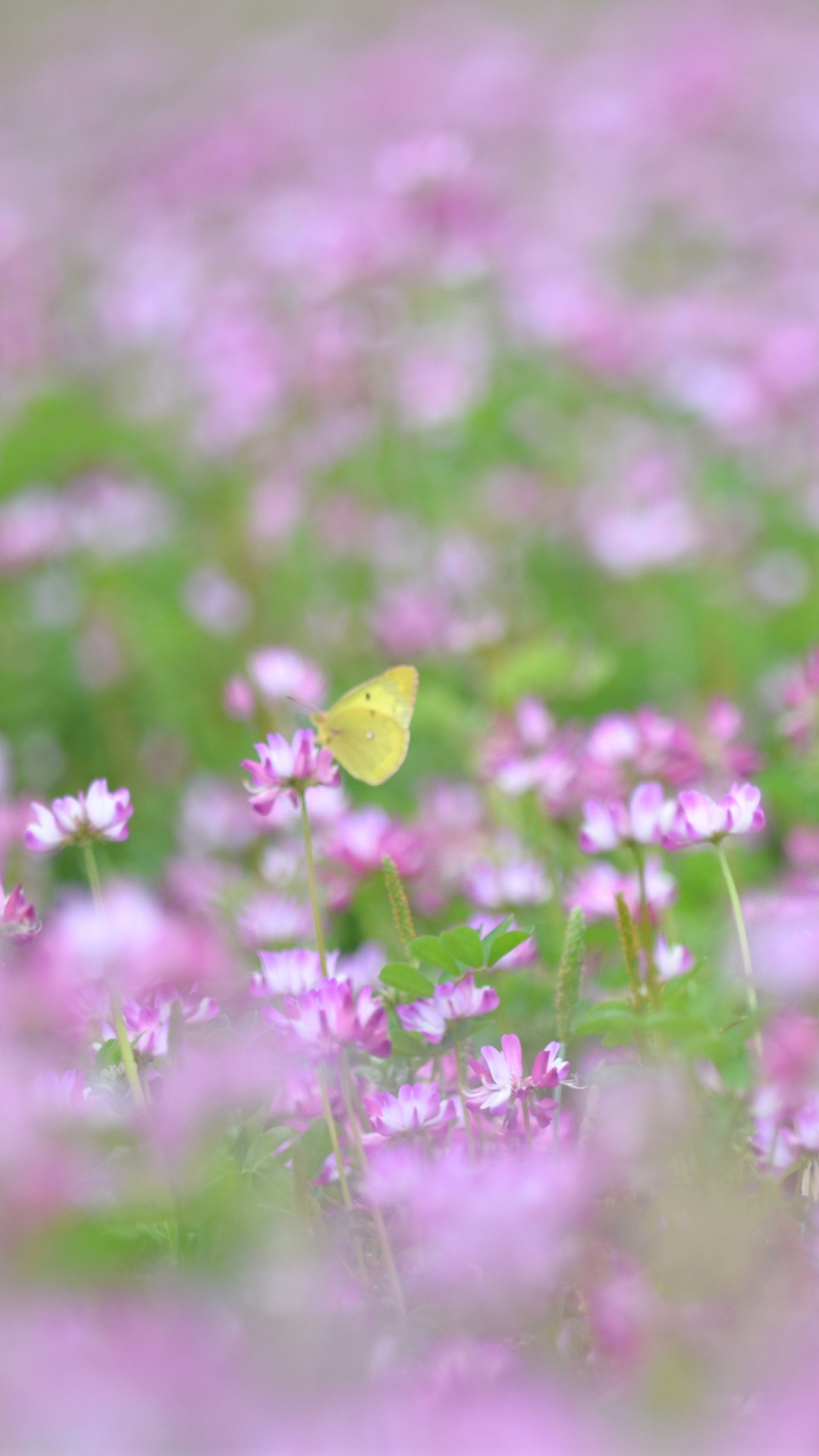 Fondo de pantalla Yellow Butterfly On Meadow 1080x1920