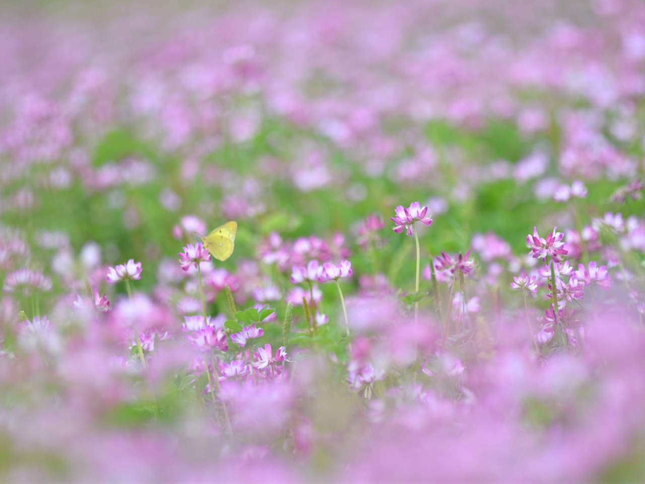 Fondo de pantalla Yellow Butterfly On Meadow 1280x960