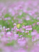 Sfondi Yellow Butterfly On Meadow 132x176