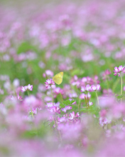 Fondo de pantalla Yellow Butterfly On Meadow 176x220
