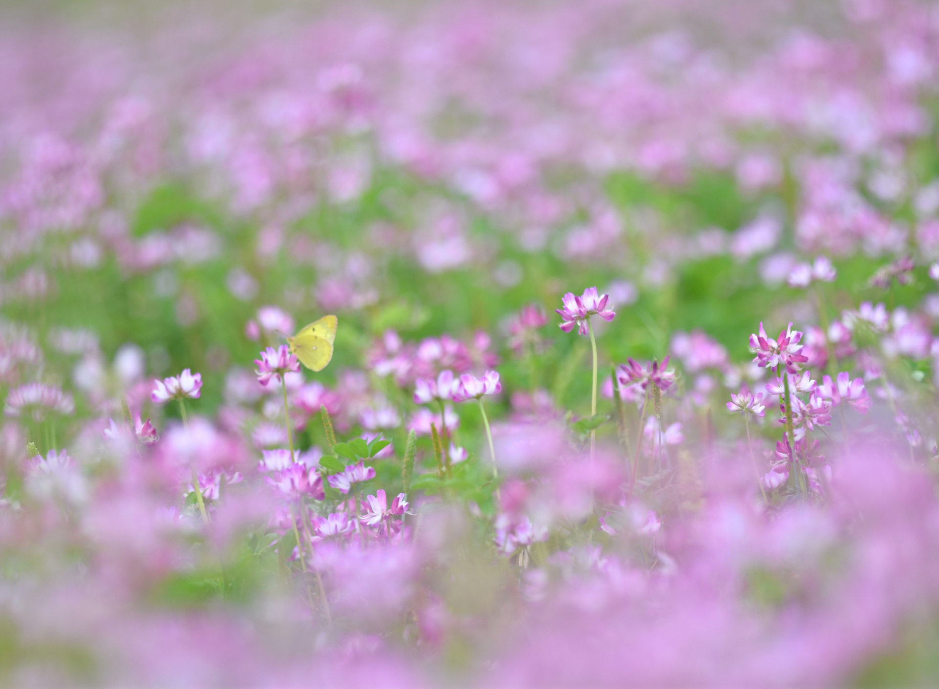 Yellow Butterfly On Meadow wallpaper 1920x1408