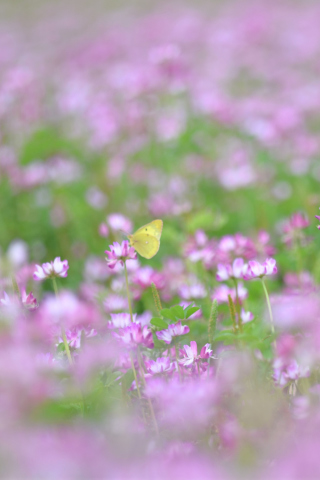 Yellow Butterfly On Meadow wallpaper 320x480