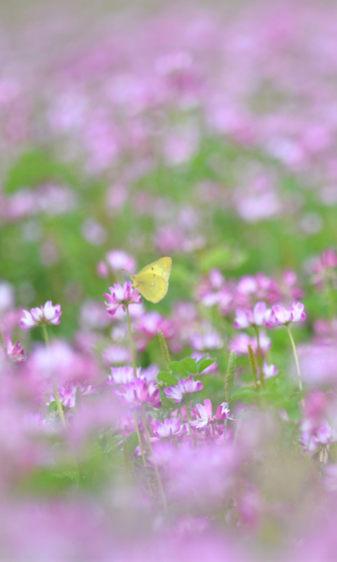 Yellow Butterfly On Meadow wallpaper 480x800