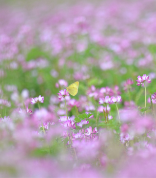Yellow Butterfly On Meadow - Obrázkek zdarma pro iPhone 6
