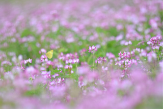 Kostenloses Yellow Butterfly On Meadow Wallpaper für Android, iPhone und iPad