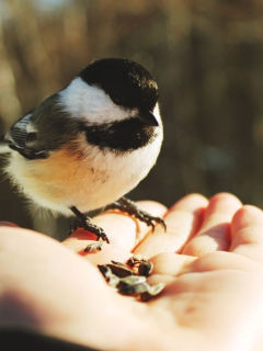 Fondo de pantalla Bird In Hand 240x320