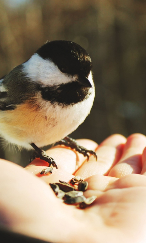 Das Bird In Hand Wallpaper 480x800