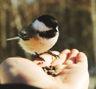 Bird In Hand - Obrázkek zdarma pro iPad Air