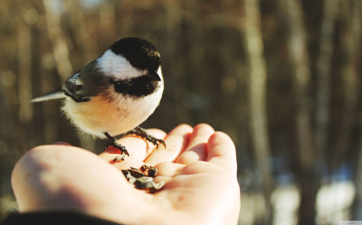 Bird In Hand wallpaper