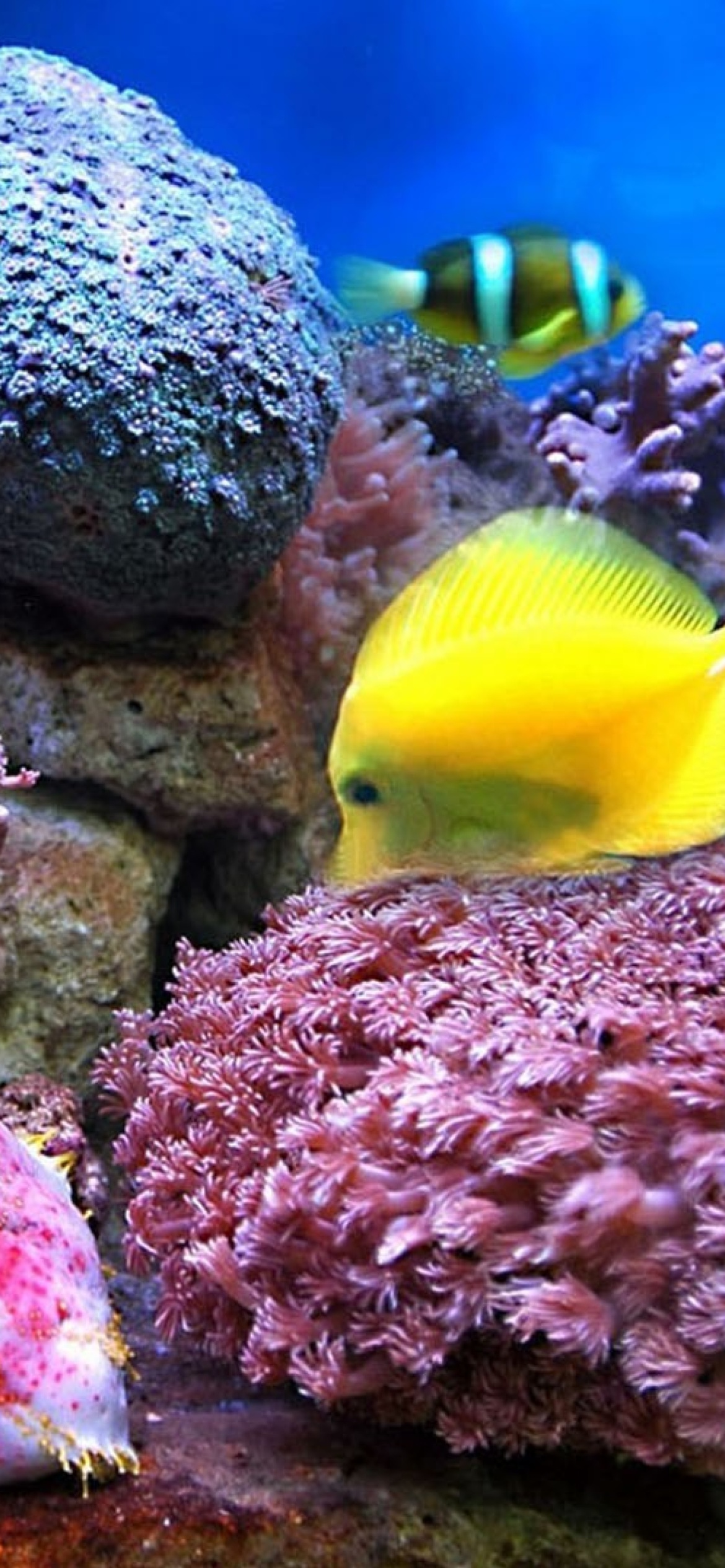 Обои Colorful marine fishes in aquarium 1170x2532