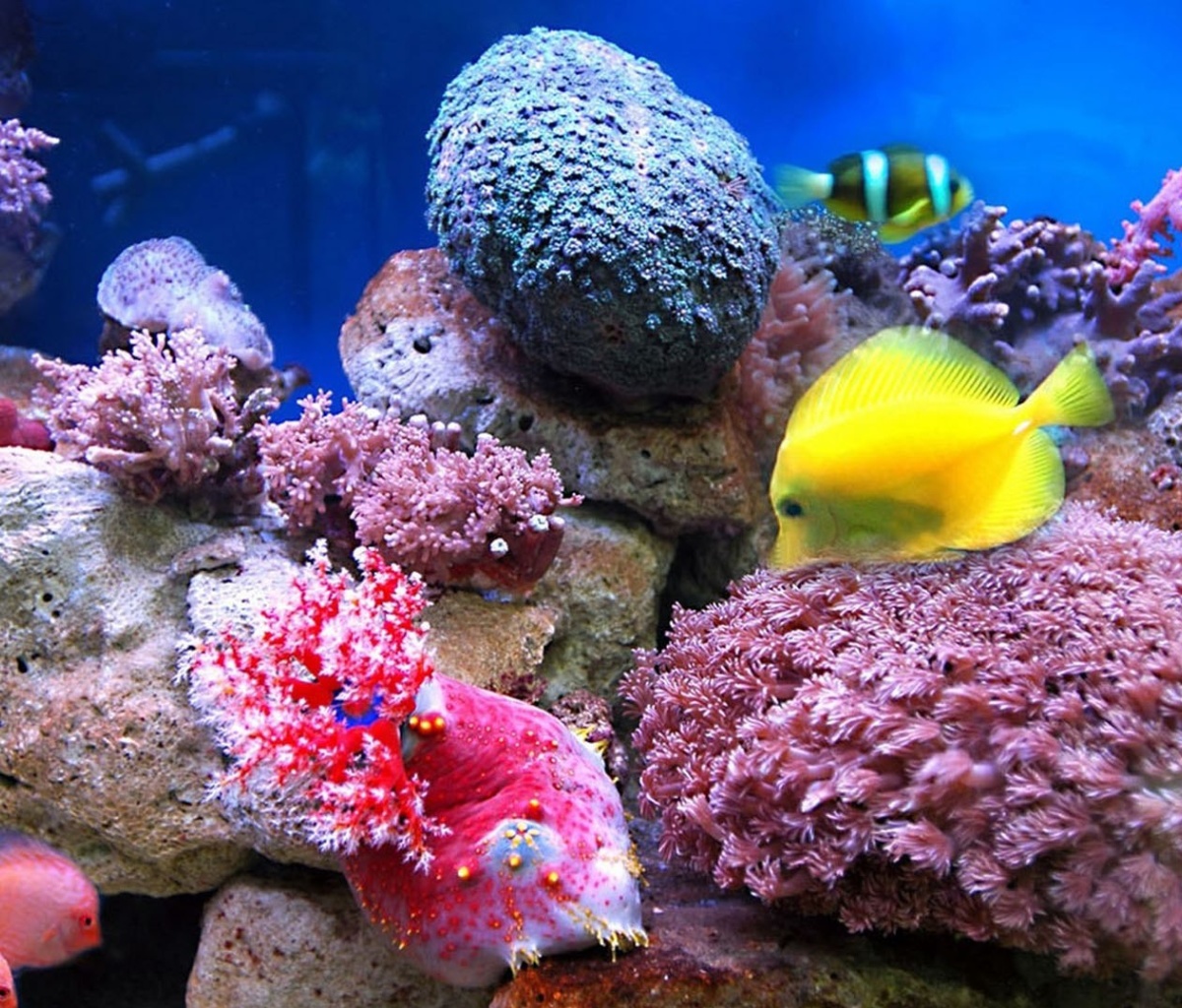 Colorful marine fishes in aquarium wallpaper 1200x1024